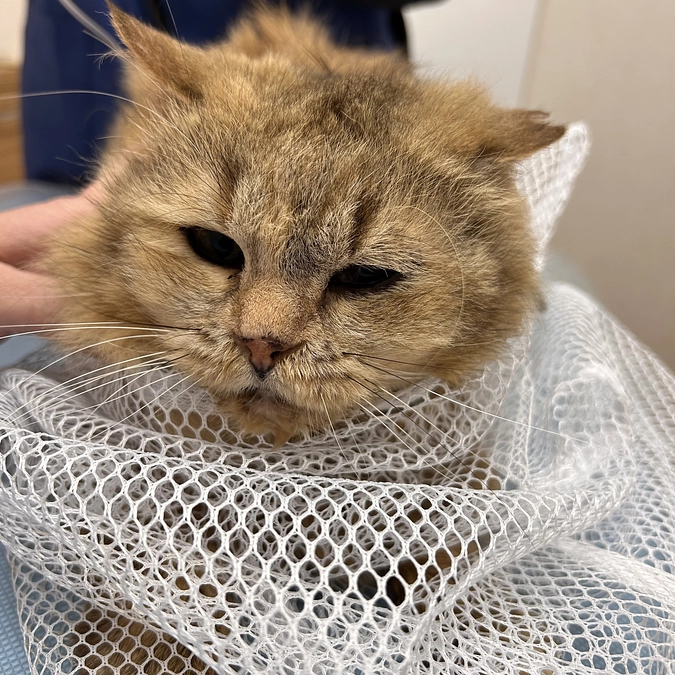 預かりボランティアの性（サガ）