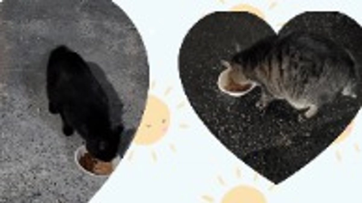 代理支援締め切らさせていただきました🙇‍♀️残り4時間になりました。