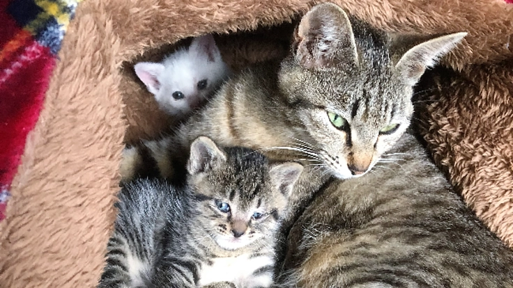 猫嫌いが仕掛けた罠にかかり片足をなくした母猫と子猫を助けたい