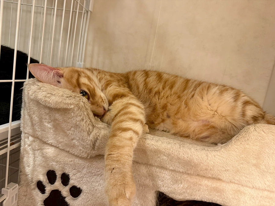 オープンまであと３日となりました！