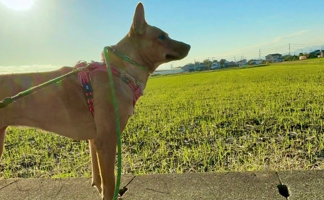 健康な暮らしを支える1000円コース