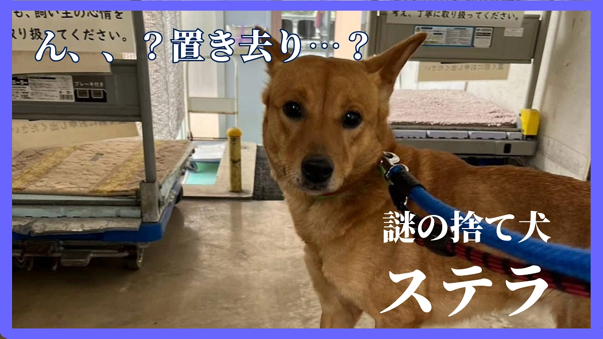 置き去り？捨て犬？？…ステラのお話🐕