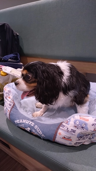 8月29日放射線一回目の施術