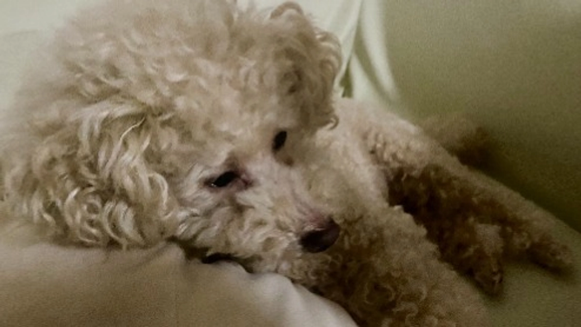 【残り13日】少々パンク気味に…ごめんなさい🙇‍♀️