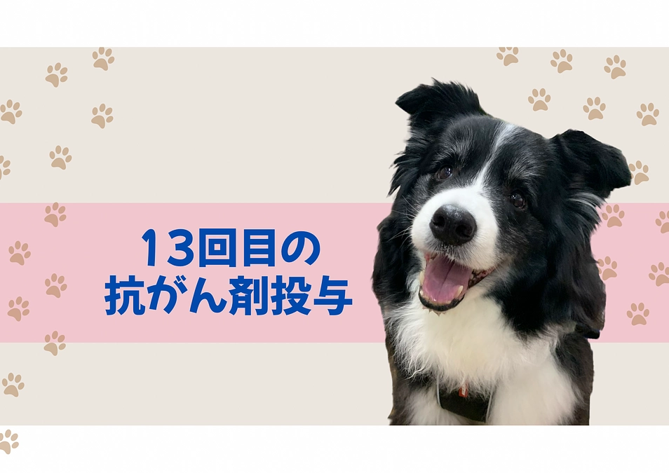 抗がん剤治療再開１３回目