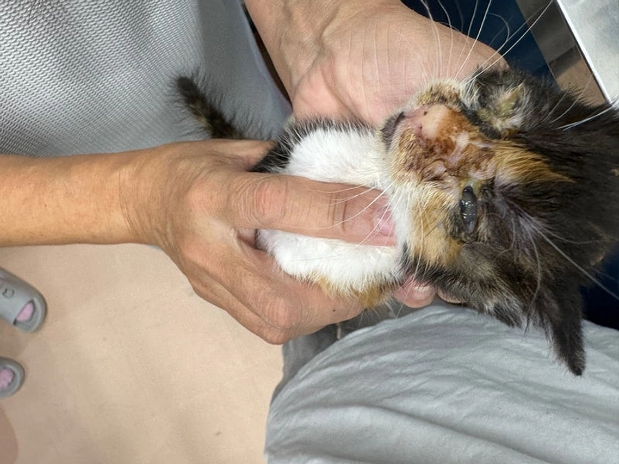 風邪で顔がぐちゃぐちゃ、、、ノミ、ノミ糞まみれの三毛猫姉妹