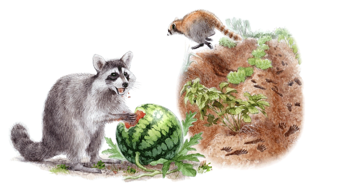 外来種問題ってなんだろう？