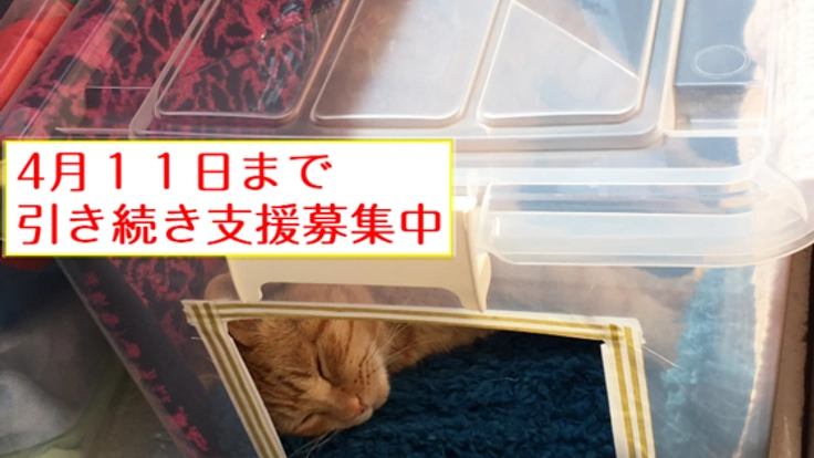 怪我をしたとたん人間に捨てられた２匹の猫の命を助けたい！！