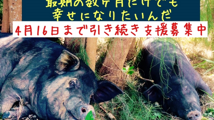 ボロボロになるまで働かされる家畜たちに「最初で最期の幸せを」