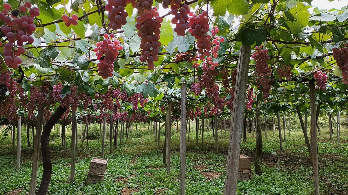 新年のご挨拶、そして新たな挑戦へ