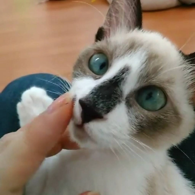 法改正 コロナ禍で 更に負担が増え… それでも負傷した子の命を助ける為　スタッフのぇ