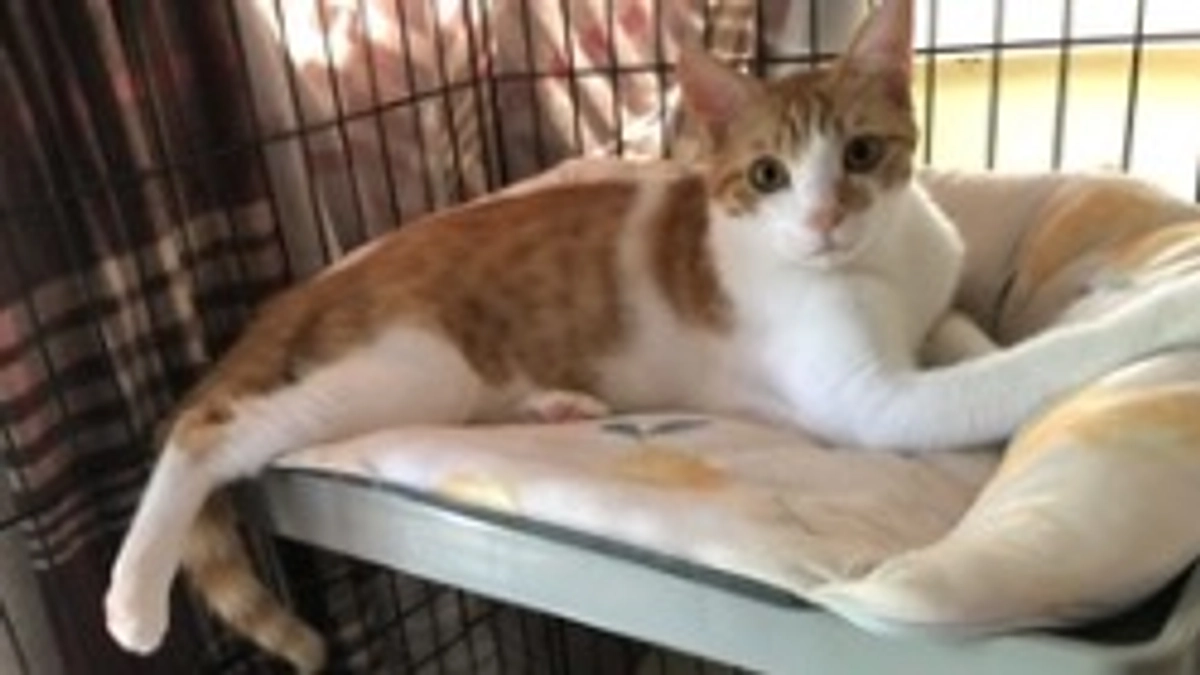 保護猫こめ太くん⭐️去勢手術完了