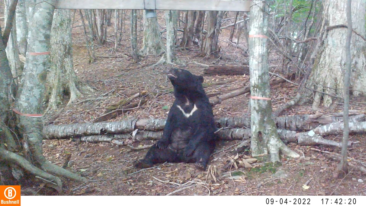 四国のクマ紹介 第2回：【サクラ】