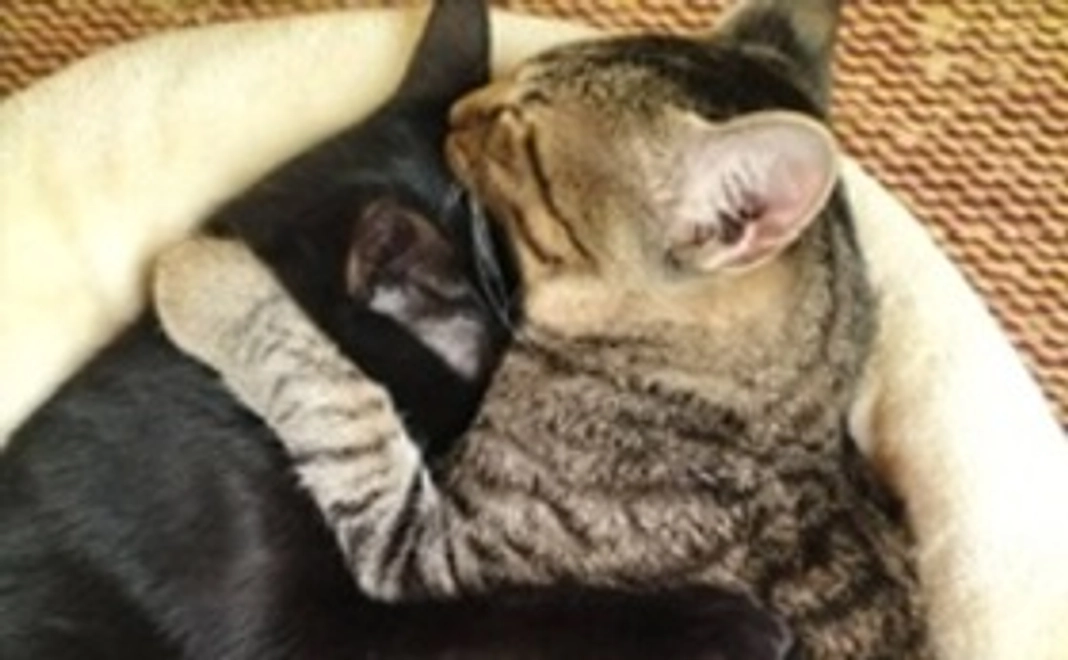 協力支援金10000円