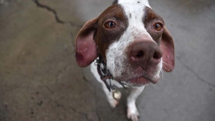 老犬をの居心地の良い場所を