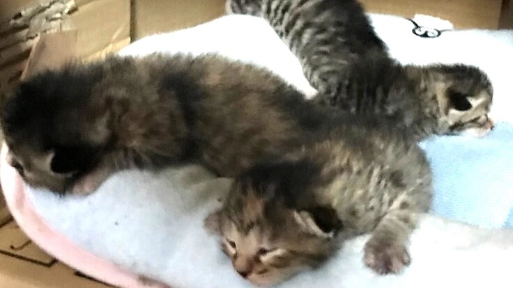 次々と外で産み落とされては、消えてゆく子猫達の命。お助けください。