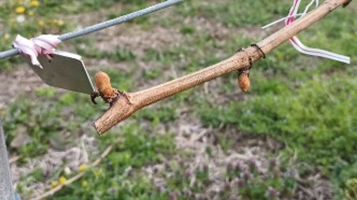 2025年シーズンの始まり🍇