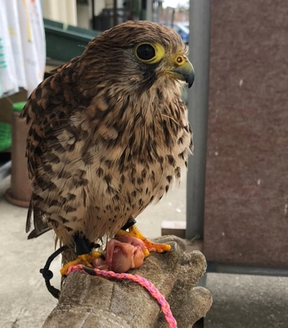 動物園の獣医さん