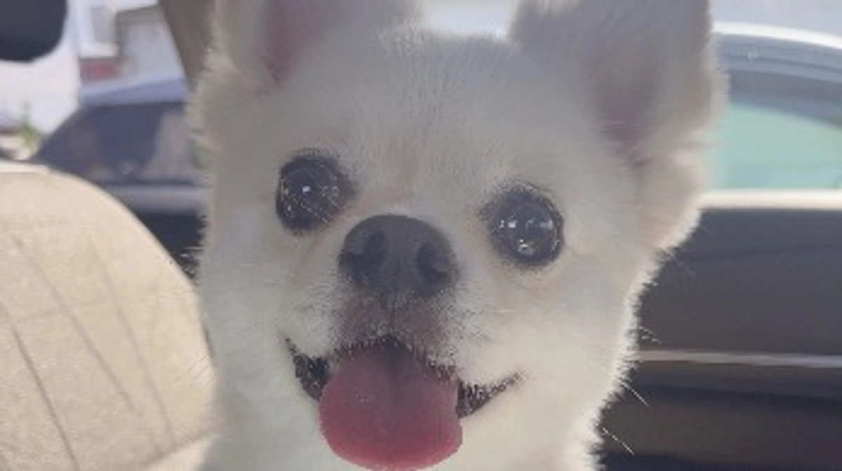 術後3か月検診に行ってきました🐶