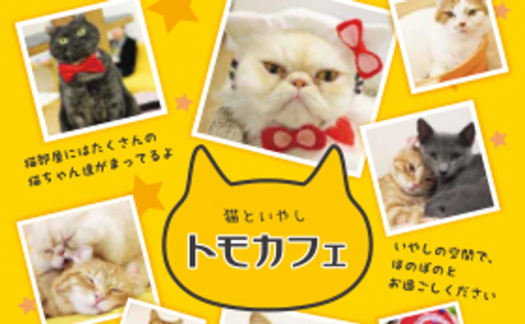 ◆トモカフェ（石川県金沢市猫カフェ）　1時間入場券2枚をGet！