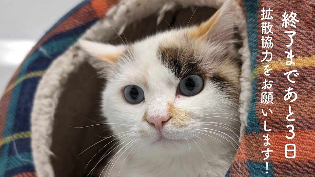 【残り3日】ネクストゴール達成に向けて拡散のお願い