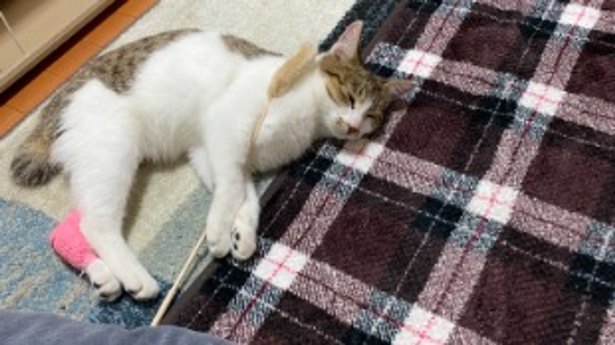 アンジュちゃんのゴロゴロ写真♡