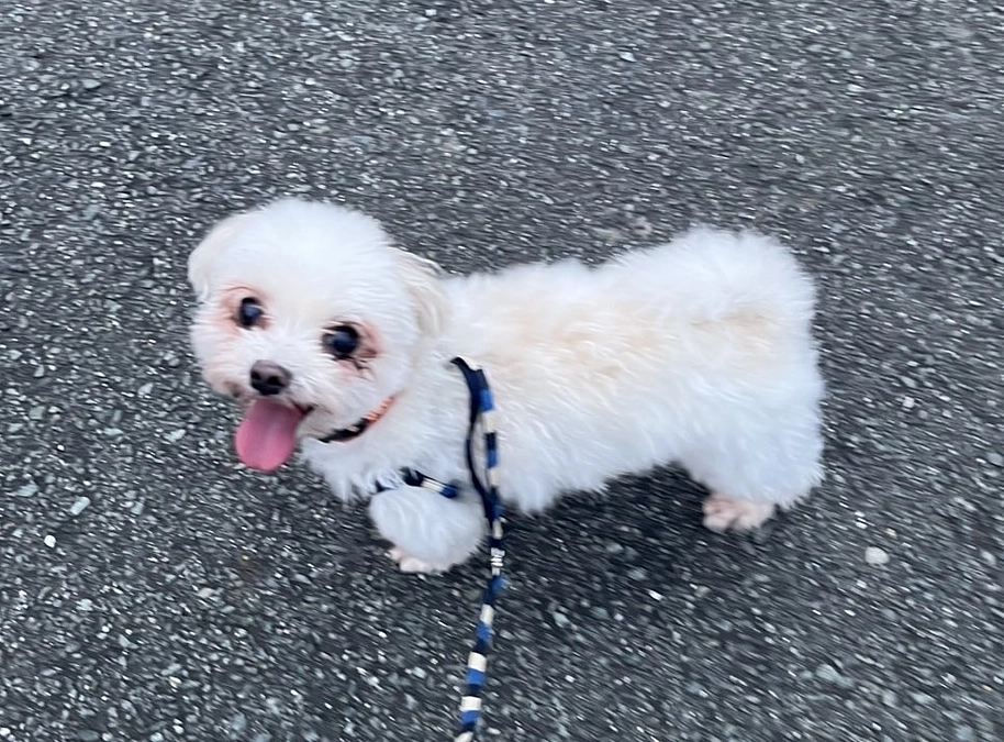 のわくんを保護して１年経ちました