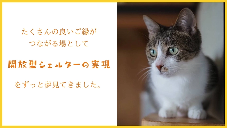 阿波の猫の殺処分ゼロを目指して。念願の開放型シェルター実現へ! 4枚目