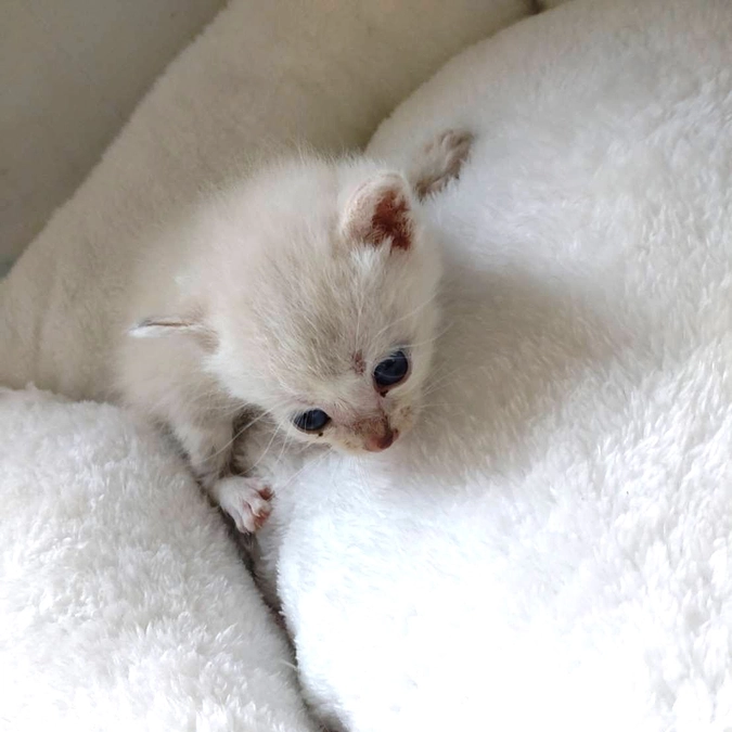 ご支援物資のお礼と訳あり保護猫のご報告です