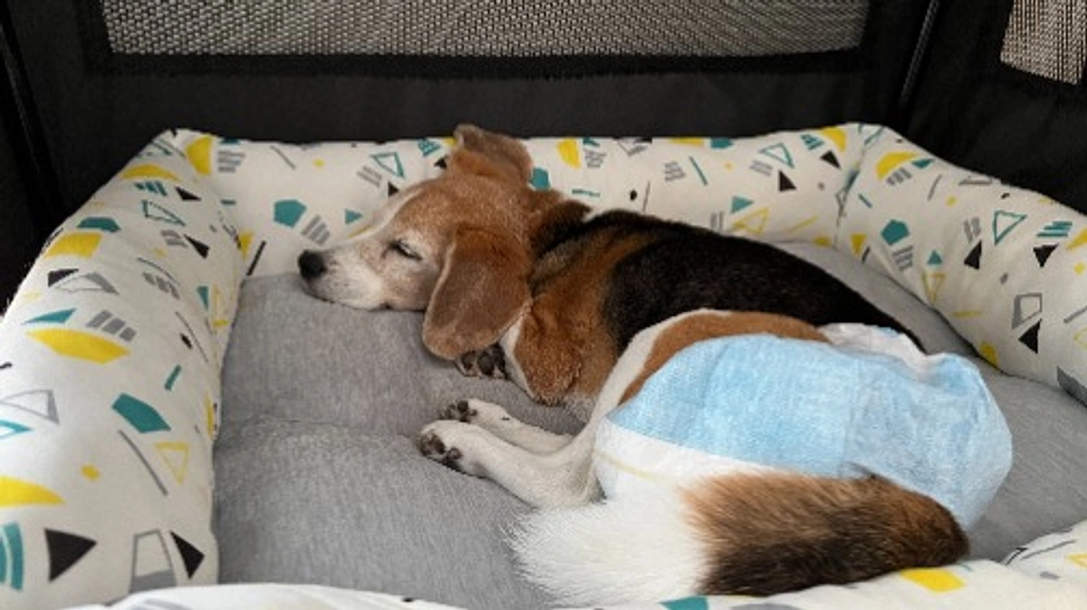 10/19 免疫抑制剤治療の為、急遽しばらく半日入院に治療内容が変更になりました。