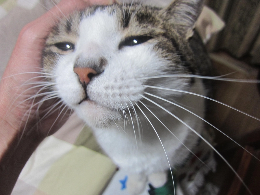 何してるのか寝室が気になる猫達の様子