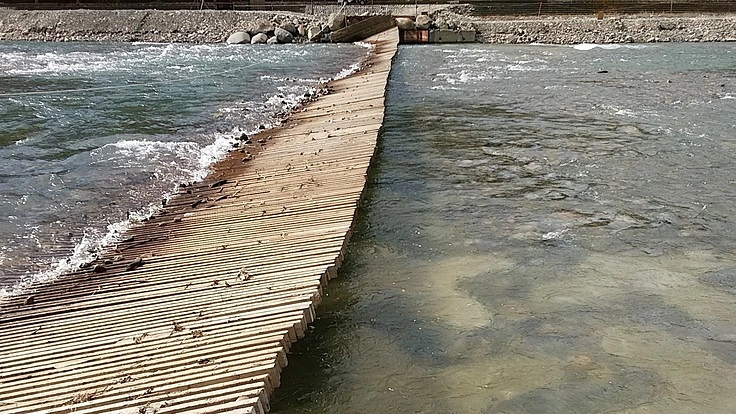 あなたは鮭の里親