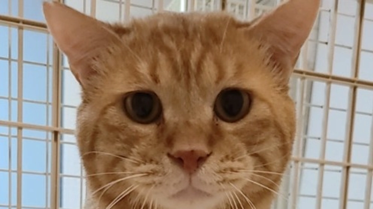 【第一関門まであと266,000円です！】「ちゃいろ」が見つかった日の話。