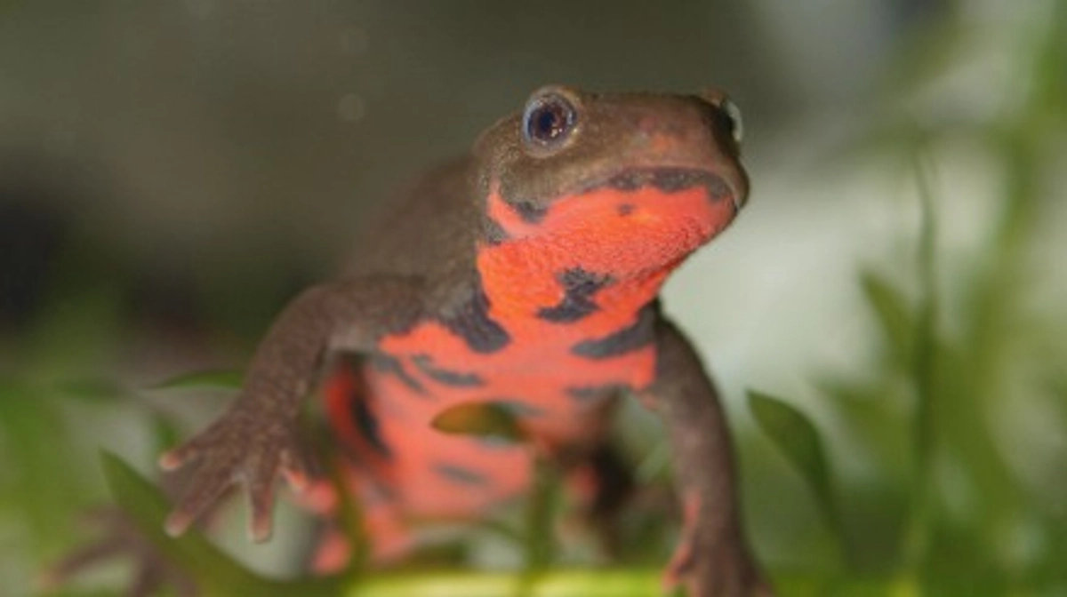 研究内容がテレビで紹介されます。