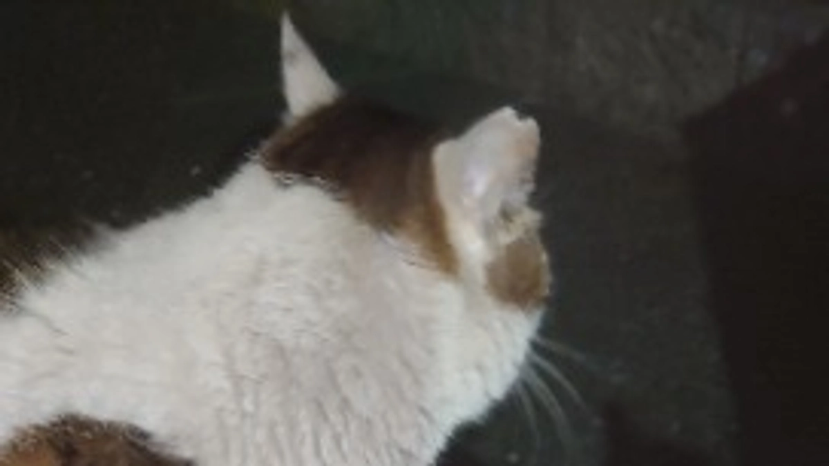 お地蔵さんのクーちゃん。