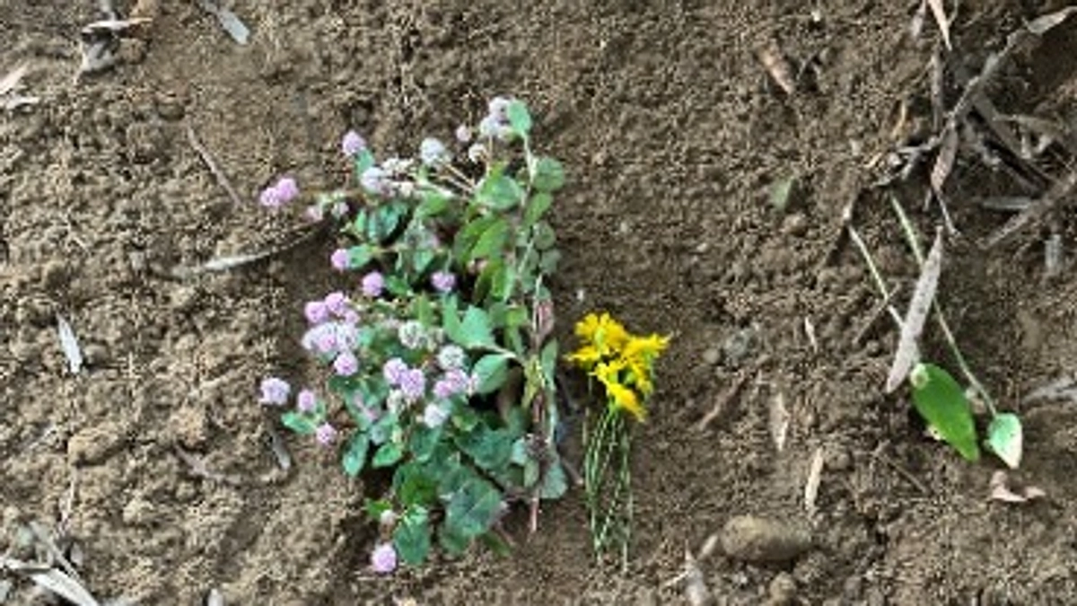 小さな消えた命との約束〜zerokamisu〜