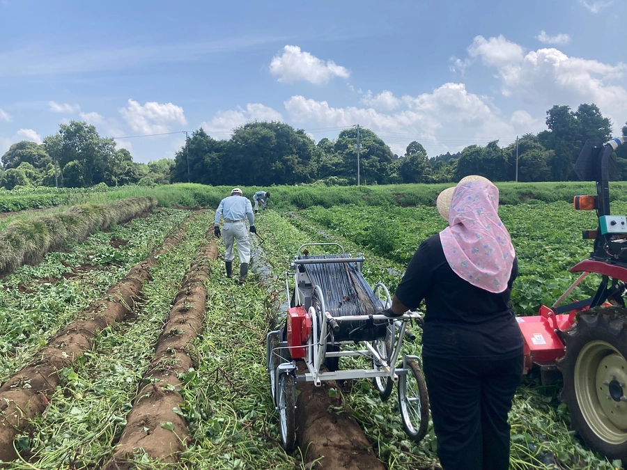 さつまいもの収穫作業が始まりました