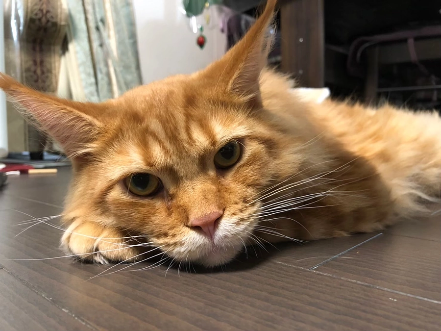 ご支援頂きありがとうございます