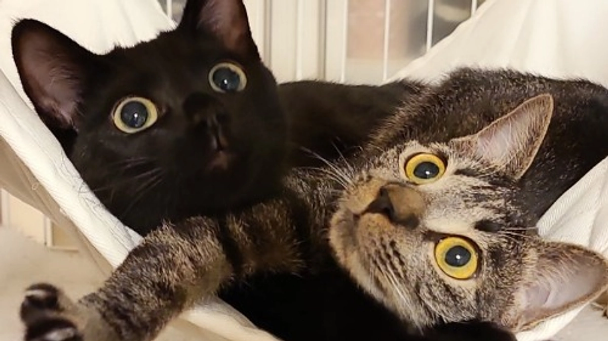 トライアル中「黒いちゃん」が正式譲渡となりました！