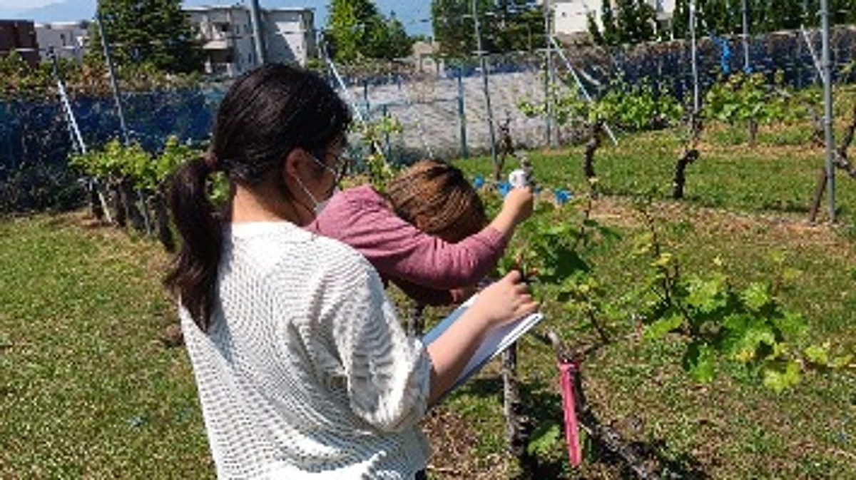 ブドウの生育状況を科学的に“見える化”しています！