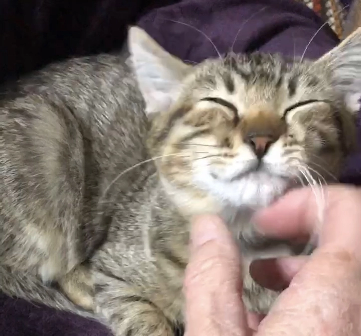 山の中でお母さんと一緒にいた子猫　正式譲渡です！