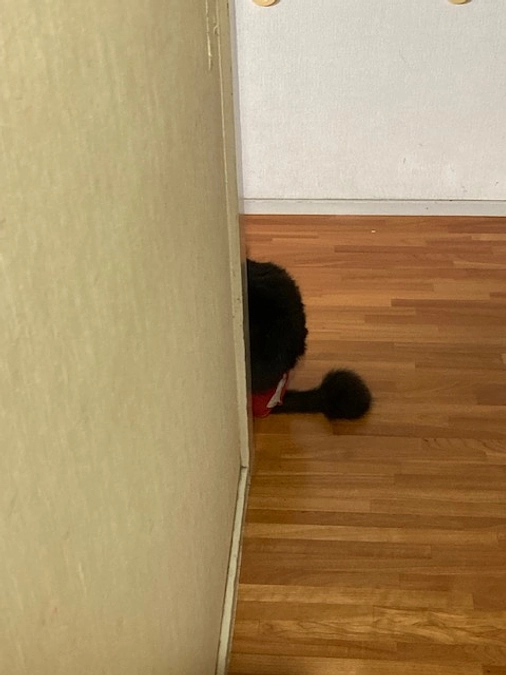 ハチ　ゲージを卒業することが出来るのか