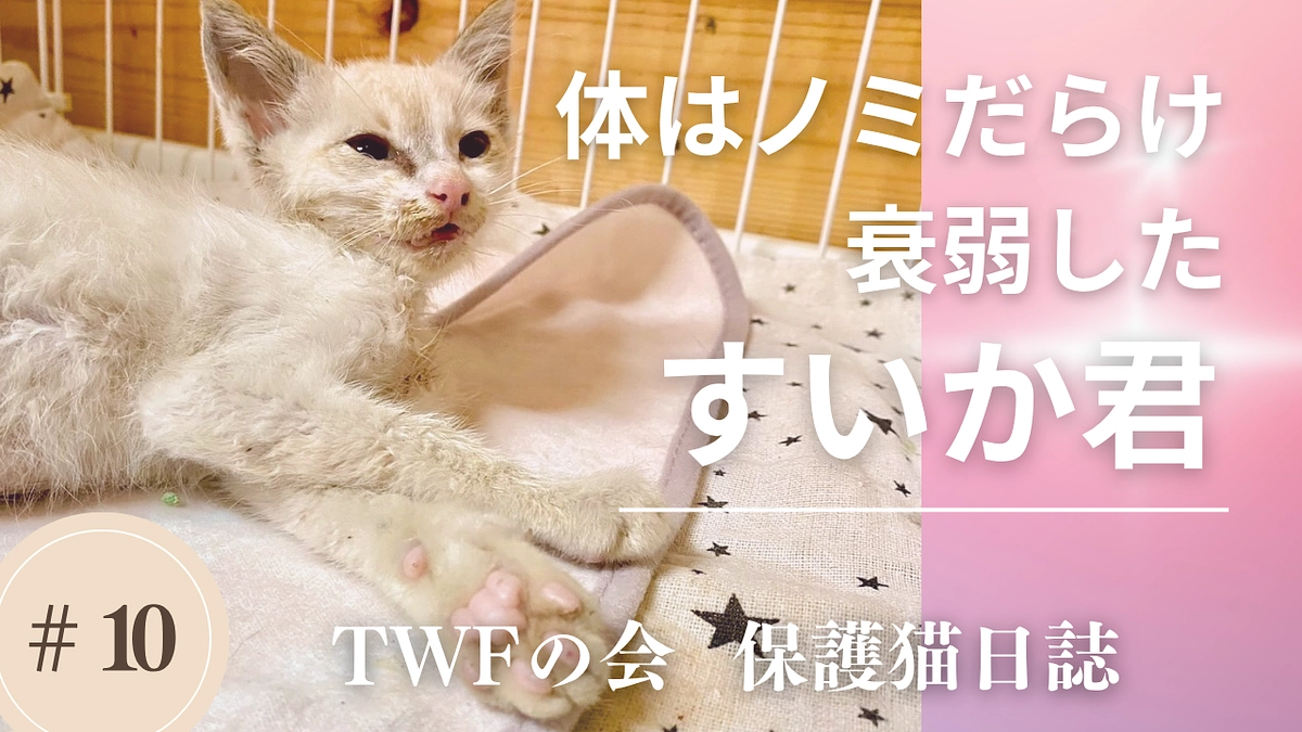 【緊急レスキュー】ノミだらけの衰弱したすいか君