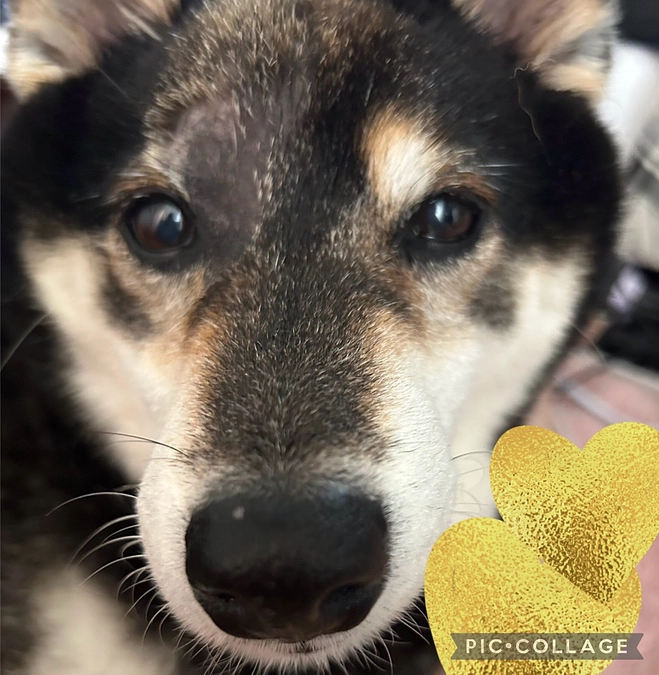 小鉄はビビリニスト