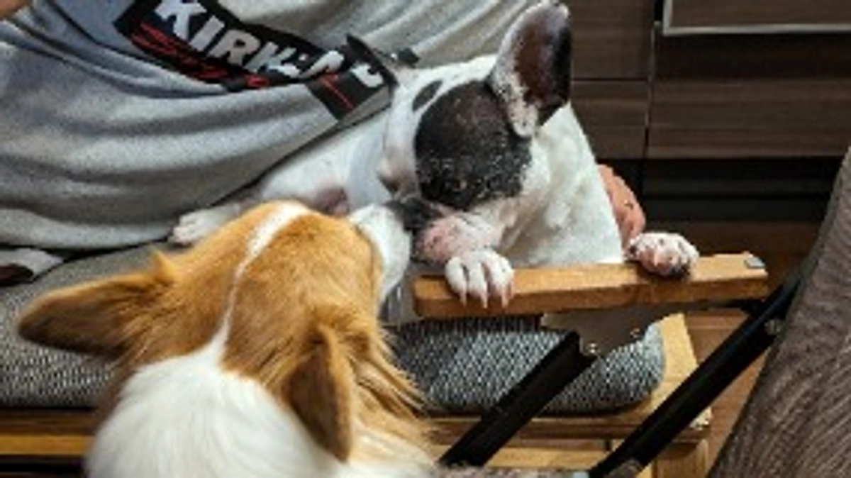 相性の良い2人🐕🐖💕