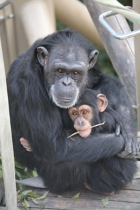 サルワールド再整備に関するインスタライブ（実施済み）です！Vol.9