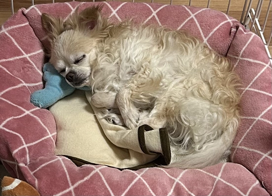 日中はほとんど寝ていませんでした…。。