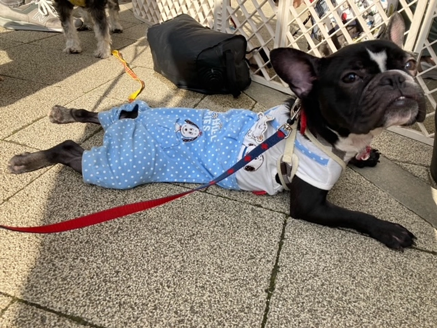 秋晴れの中、譲渡会2DAYS♪