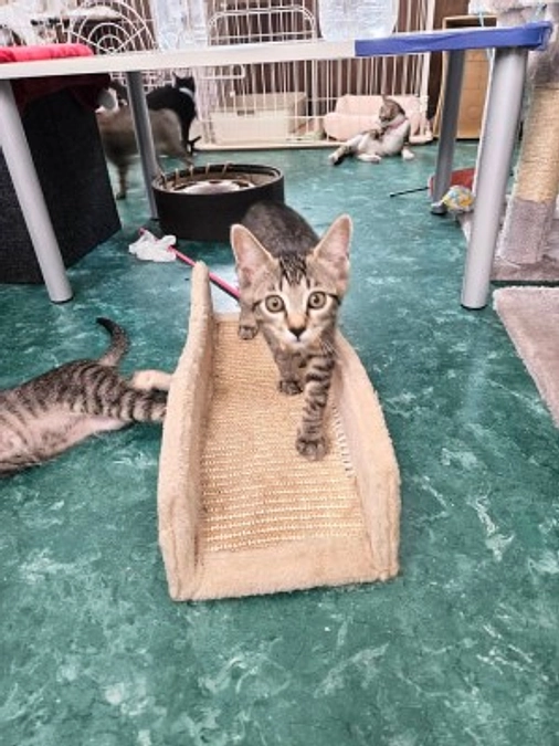 【活動報告】譲渡会　開催します 　2023年7月22日　千葉市若葉区