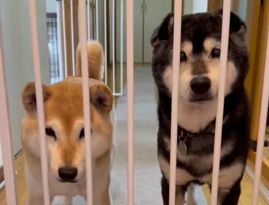 【YouTube更新のお知らせ】ご支援のおもちゃに興味津々な柴ちゃんたち